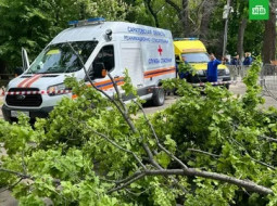 В российском парке дерево раздавило женщину и ребёнка