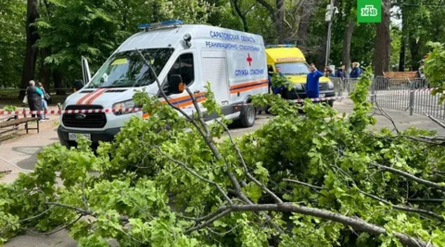 В российском парке дерево раздавило женщину и ребёнка