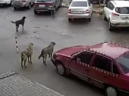 Стая собак напала на ребенка во дворе жилого комплекса в Воронеже