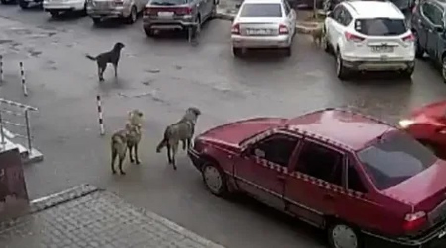 Стая собак напала на ребенка во дворе жилого комплекса в Воронеже