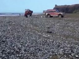 На Сахалине закипело море от сельди. ВИДЕО