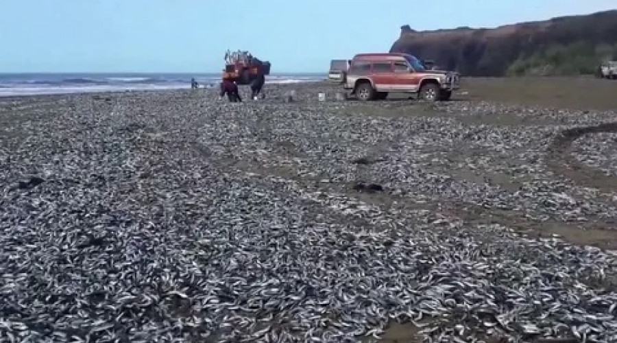 На Сахалине закипело море от сельди. ВИДЕО