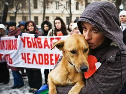 Предложили четко определить случаи, в которых можно убивать безнадзорных животных