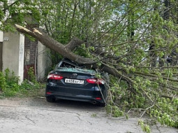 В Иванове автомобиль Тойота раздавило дерево