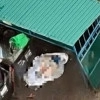  В Подмосковье 14-летняя школьница заказала подросткам убийство матери